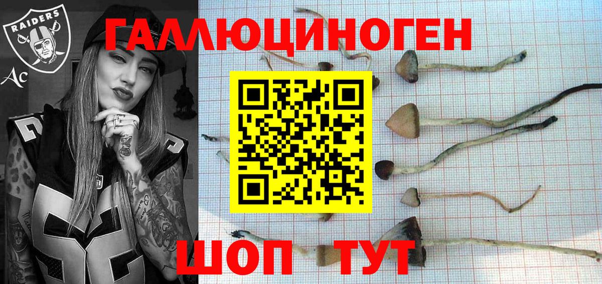 купить   Батайск  Псилоцибиновые грибы GOLDEN TEACHER  Галлюциногенные грибы Psilocybe 